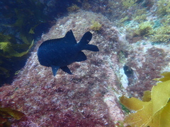 Parma alboscapularis