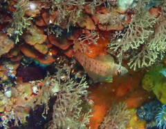 Notoclinops yaldwyni