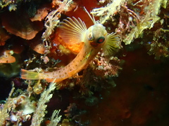 Notoclinops yaldwyni