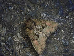 Antapamea conciliata