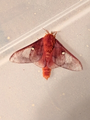 Anisota virginiensis