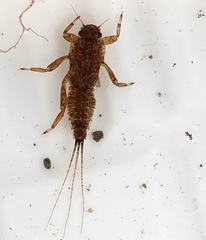 Ephemeroptera