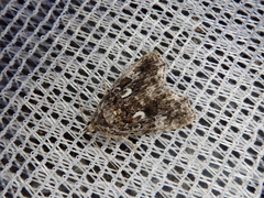 Protodeltote distinguenda