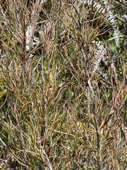 Dracophyllum subulatum