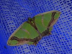 Agathia carissima