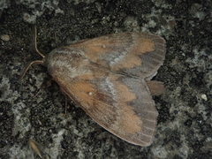 Dendrolimus spectabilis