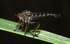 Neoitamus flavofemoratus