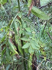 Sambucus gaudichaudiana