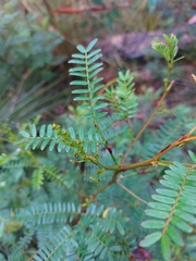 Acacia terminalis