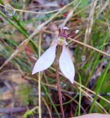 Eriochilus cucullatus