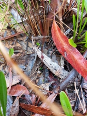 Eriochilus cucullatus