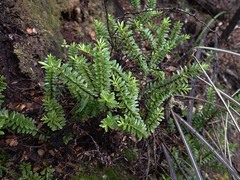 Veronica vernicosa