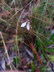 Eriochilus cucullatus