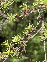Kunzea tenuicaulis