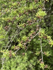 Kunzea tenuicaulis