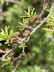 Kunzea tenuicaulis