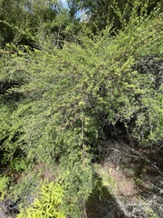 Kunzea tenuicaulis