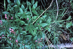 Epilobium glaberrimum