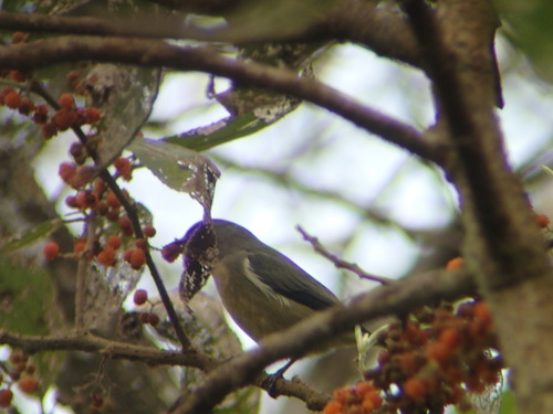 Fire-breasted Flowerpecker (Dicaeum ignipectus), photo 6