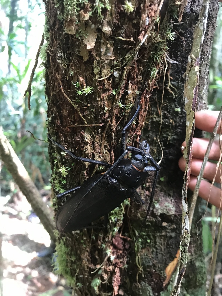 Ctenoscelis ater