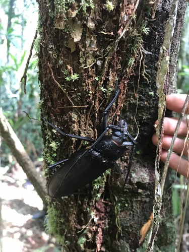 Ctenoscelis ater