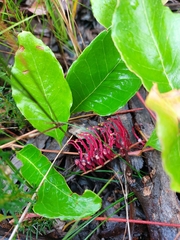 Grevillea laurifolia