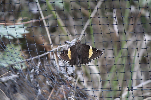 Sonoran Banded-Skipper