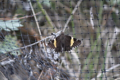 Thorybes pseudocellus