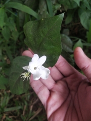 Jasminum sambac