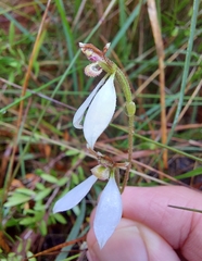 Eriochilus cucullatus