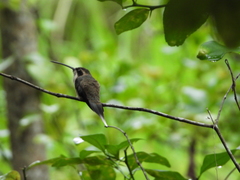 Phaethornis anthophilus