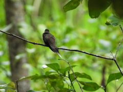 Phaethornis anthophilus
