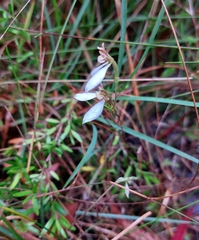 Eriochilus cucullatus