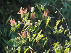 Clinacanthus nutans