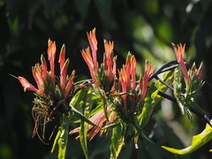 Clinacanthus nutans