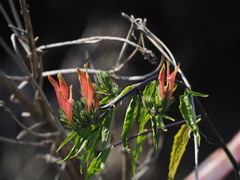 Clinacanthus nutans