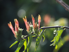Clinacanthus nutans