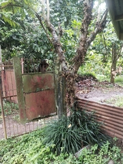 Averrhoa bilimbi