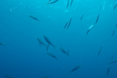 Scomber australasicus