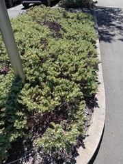 Veronica albicans