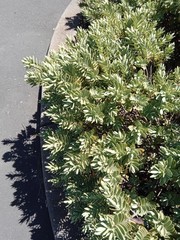 Veronica albicans