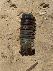 Panulirus penicillatus