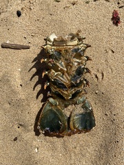 Panulirus penicillatus