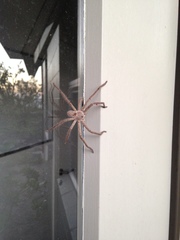 Isopedella conspersa