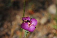 Anastrangalia laetifica