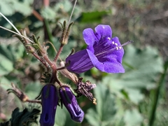 Phacelia minor