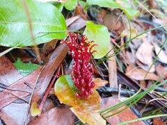 Grevillea laurifolia