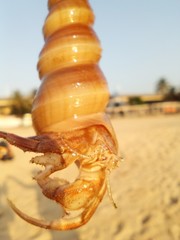 Diogenidae