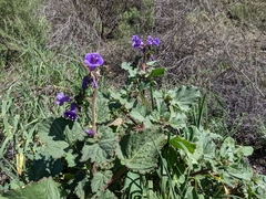 Phacelia minor