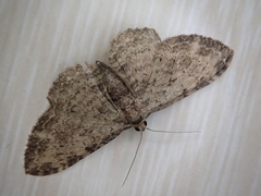 Pseudocollix kawamurai